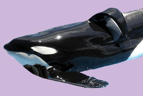 tilikum